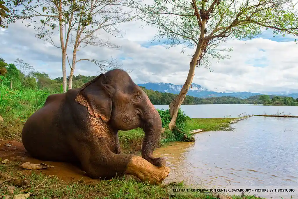 Elephant relaxing on the river at the Elephant Conservation Center in Sayaboury Laos